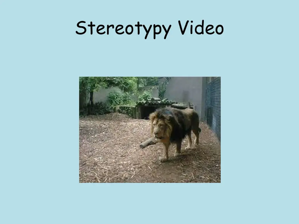 stereotypy video