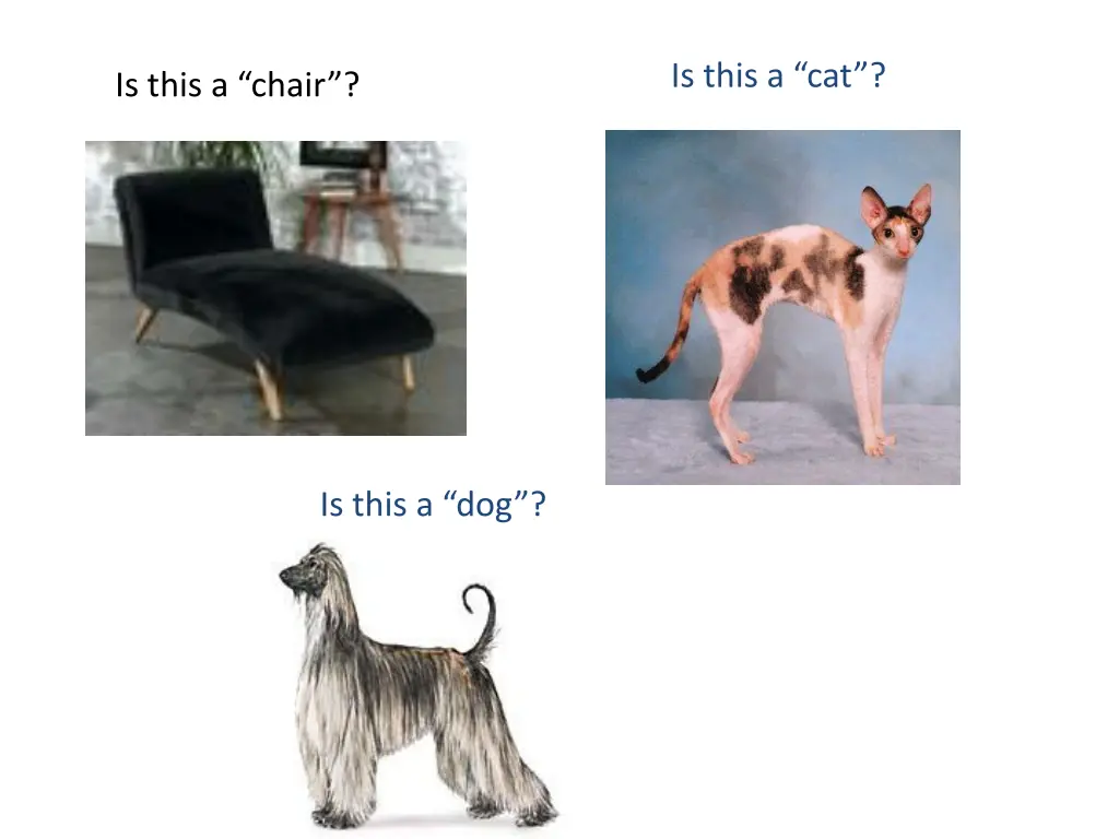 is this a cat