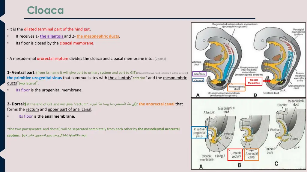 cloaca