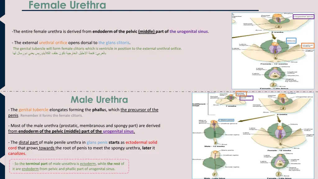 female urethra