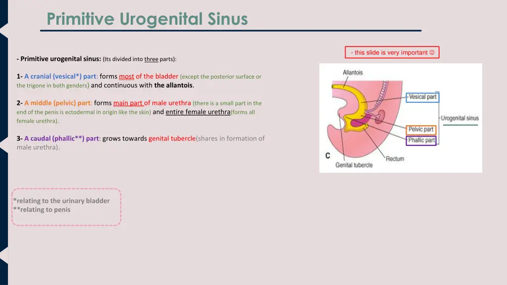 primitive urogenital sinus