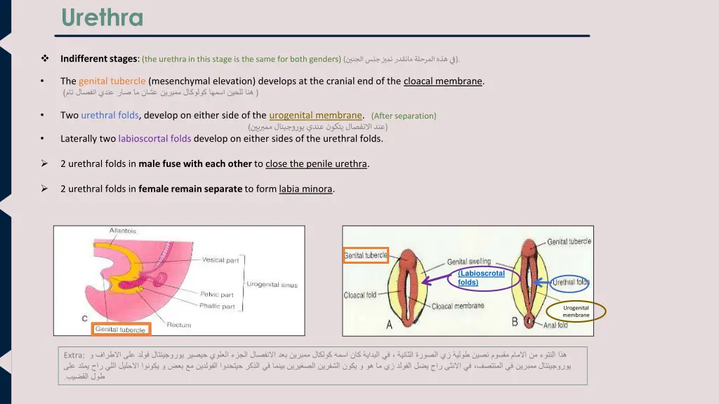 urethra