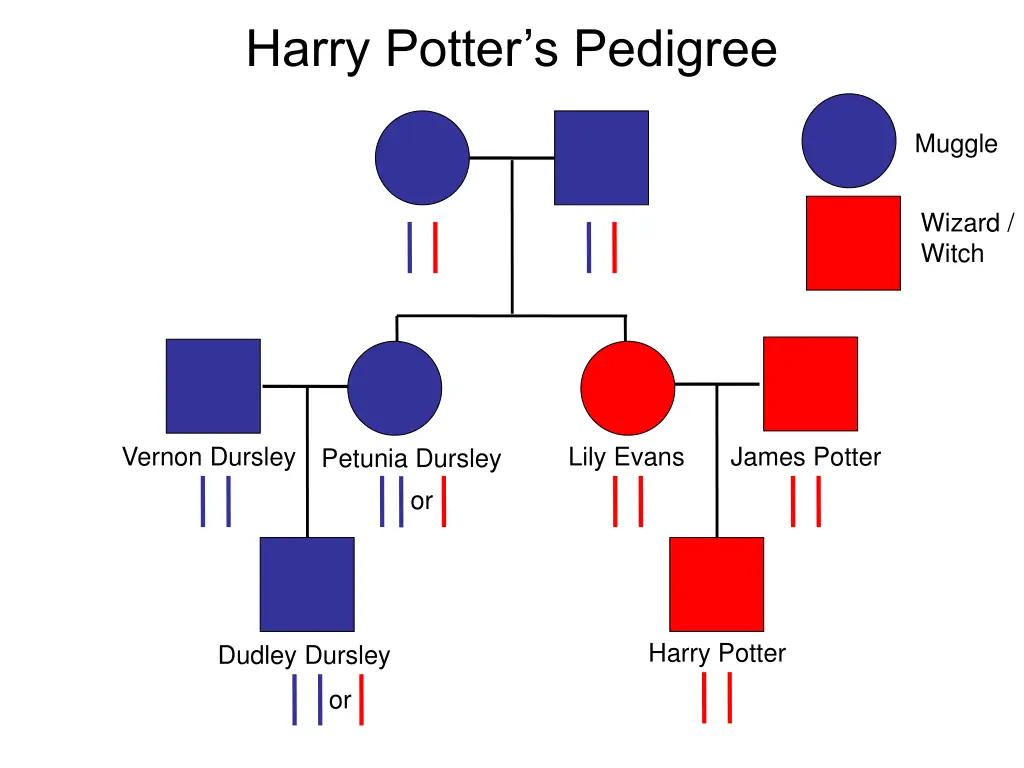 harry potter s pedigree 1