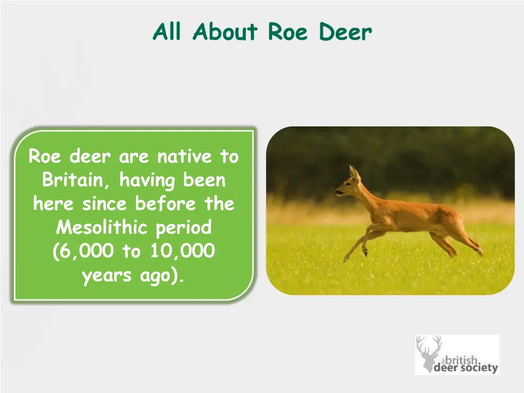 all about roe deer 1