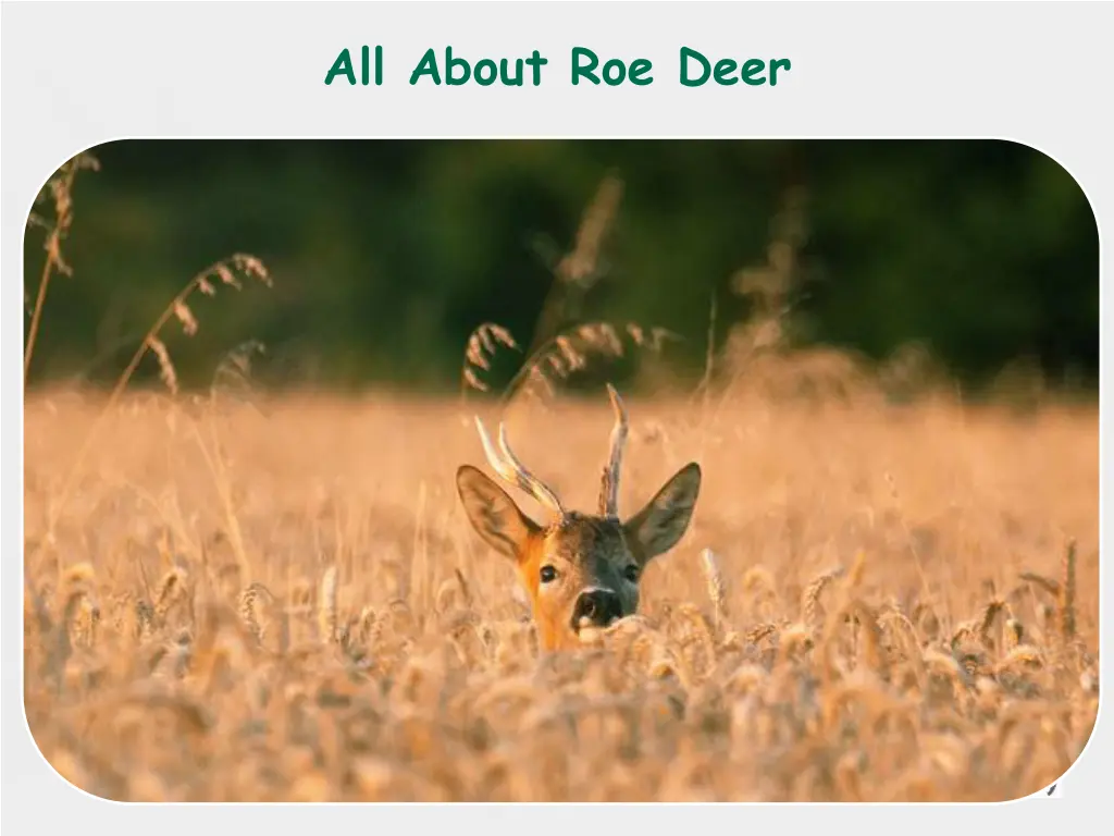 all about roe deer