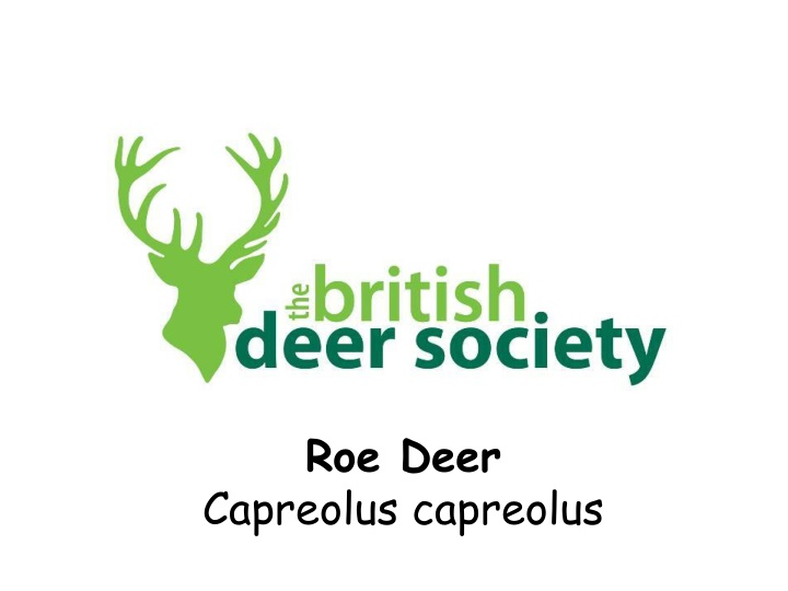 roe deer