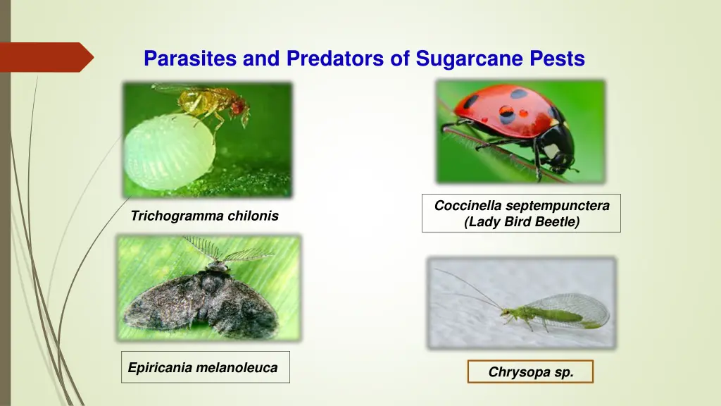 parasites and predators of sugarcane pests