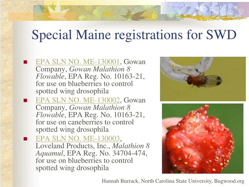 special maine registrations for swd