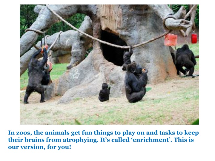 in zoos the animals get fun things to play