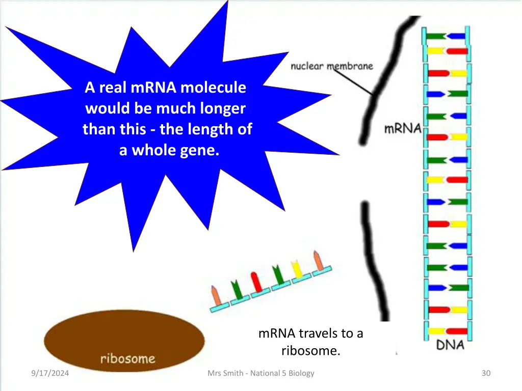 a real mrna molecule would be much longer than