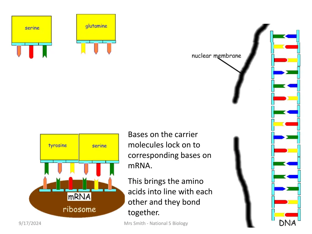 bases on the carrier molecules lock