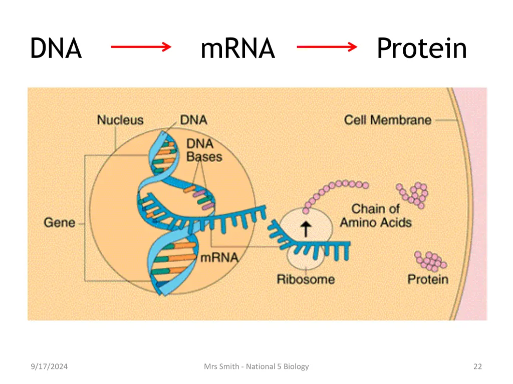 dna mrna protein 1