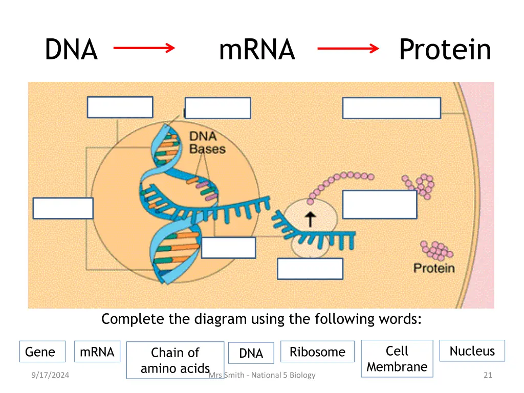 dna mrna protein