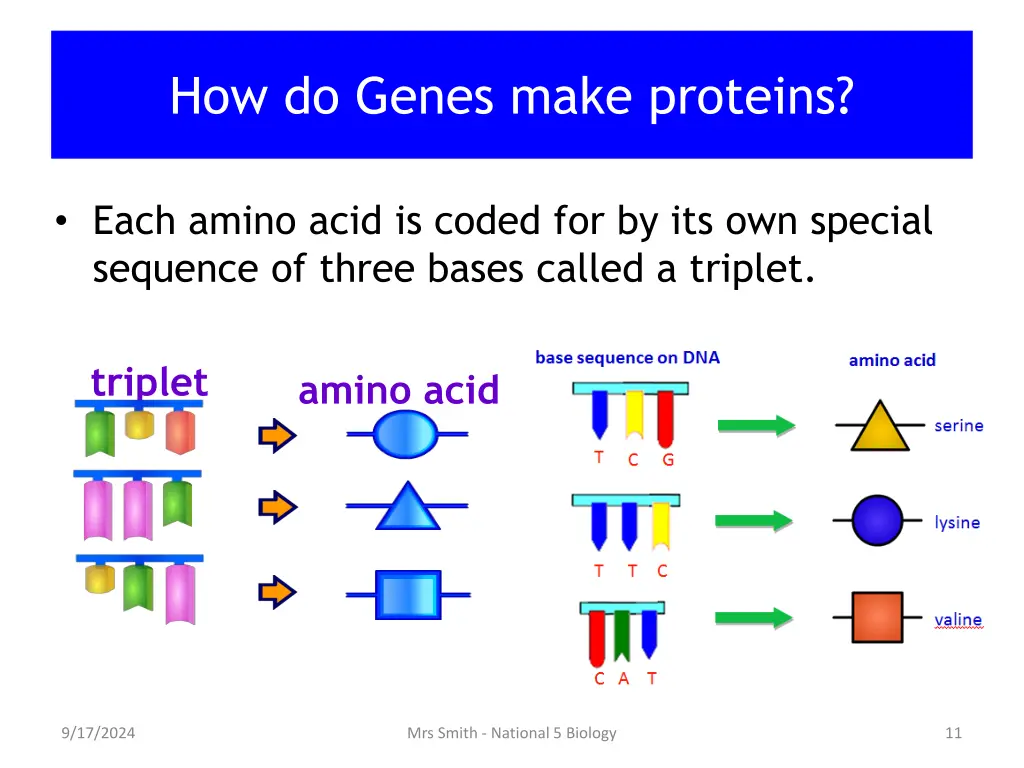 how do genes make proteins