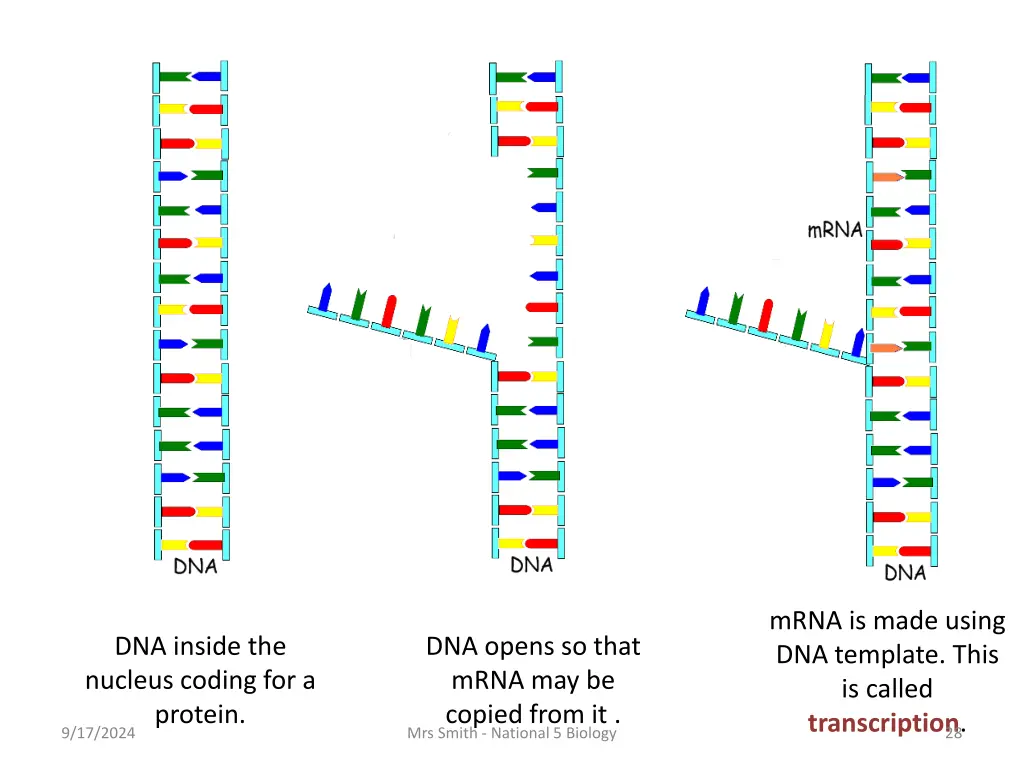 mrna is made using dna template this is called