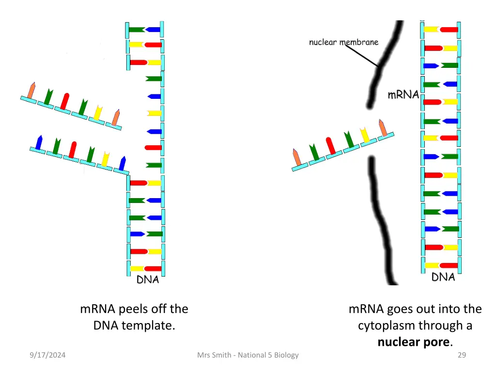 mrna peels off the dna template