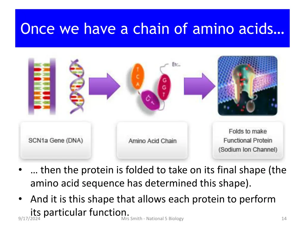 once we have a chain of amino acids