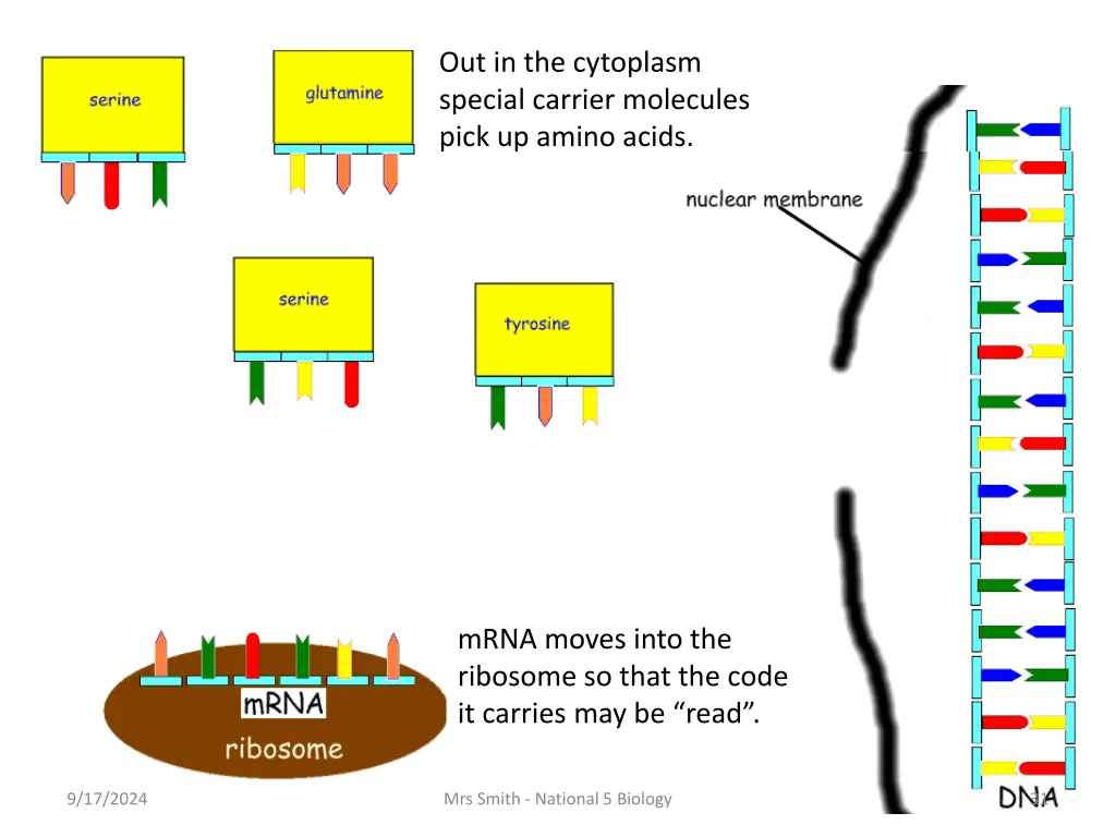 out in the cytoplasm special carrier molecules