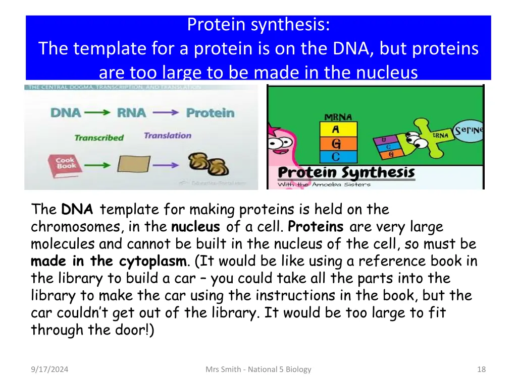 protein synthesis