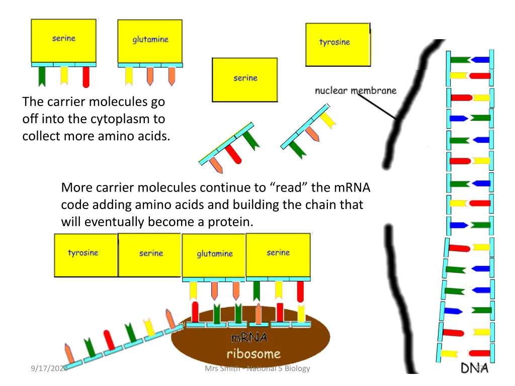 the carrier molecules go off into the cytoplasm