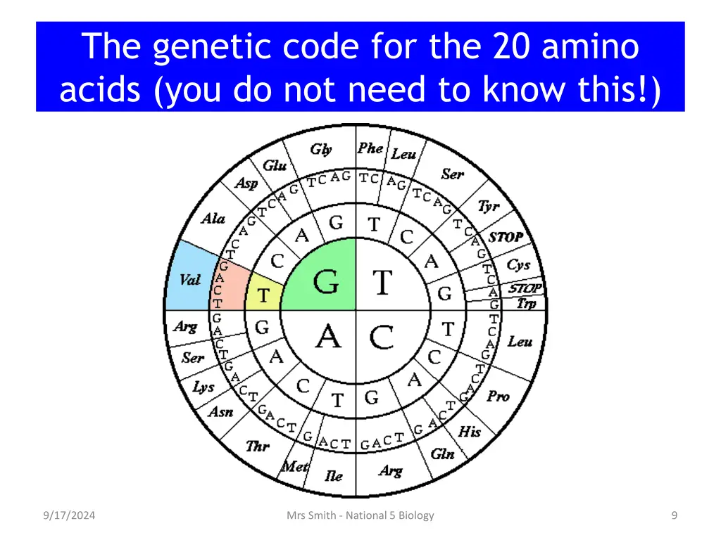 the genetic code for the 20 amino acids