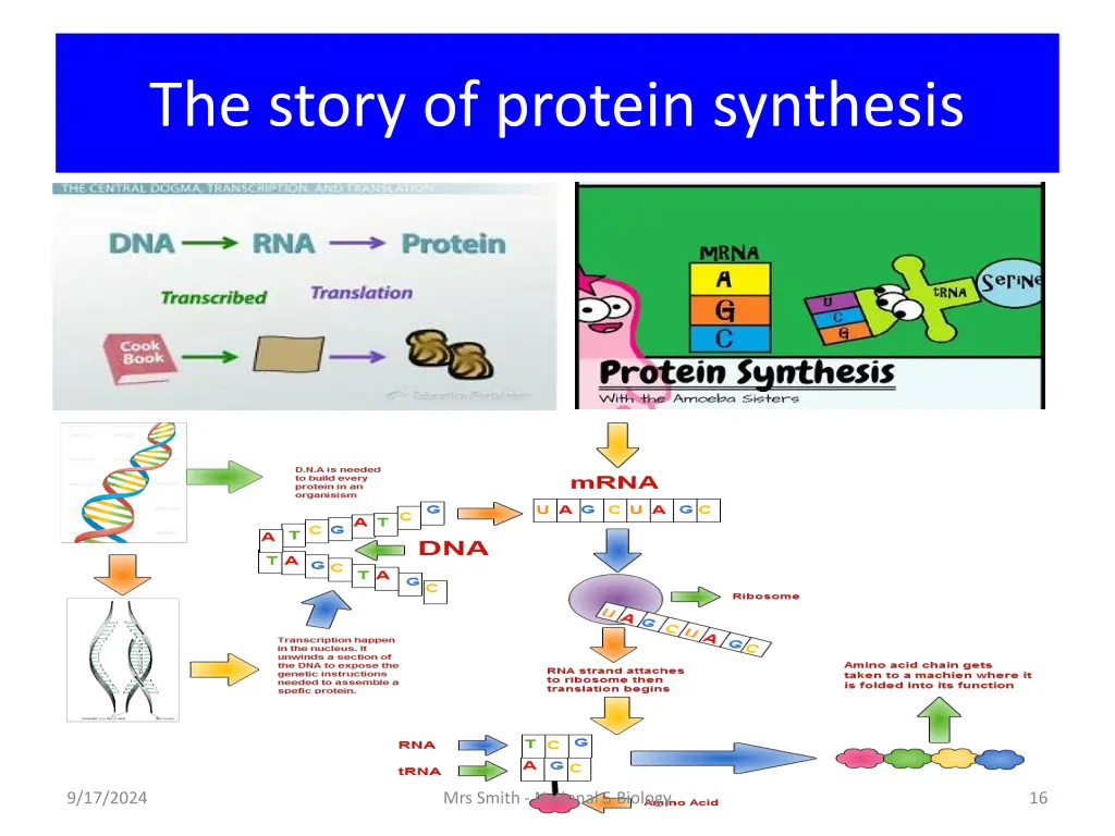 the story of protein synthesis