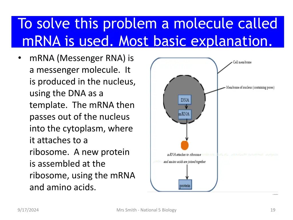 to solve this problem a molecule called mrna