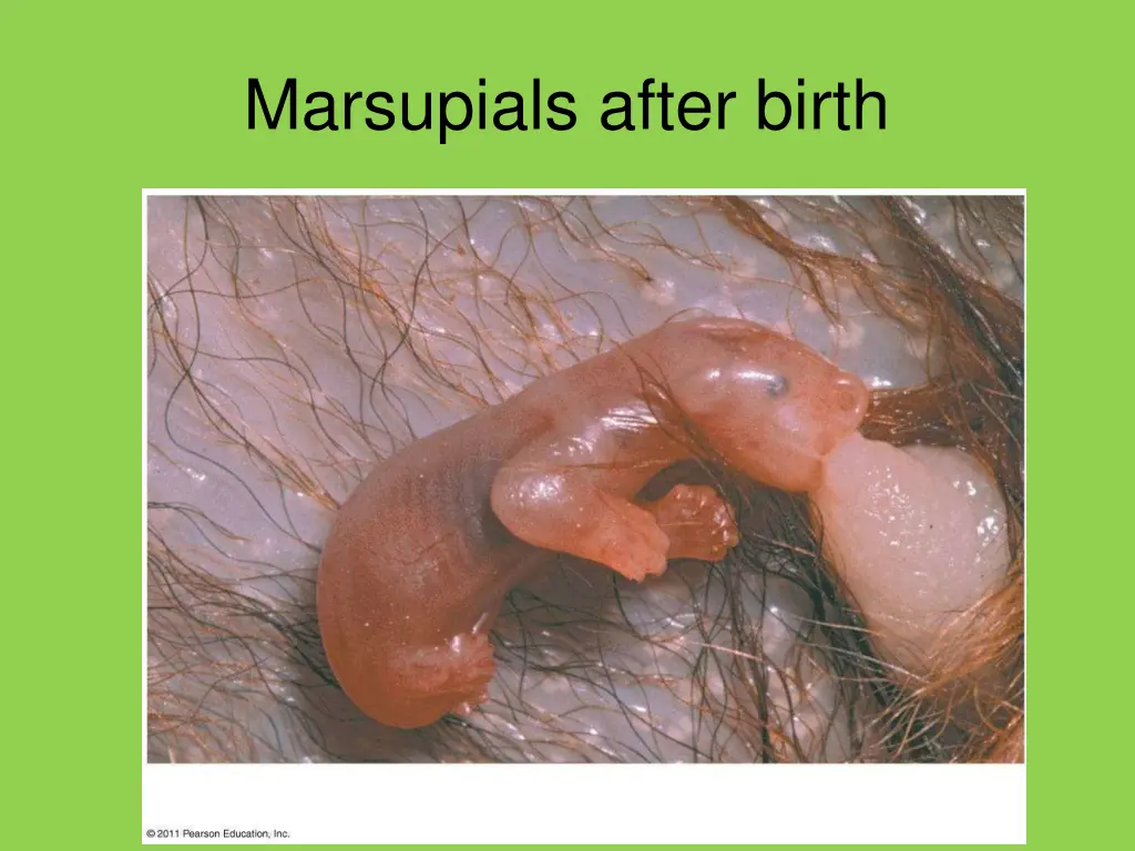 marsupials after birth