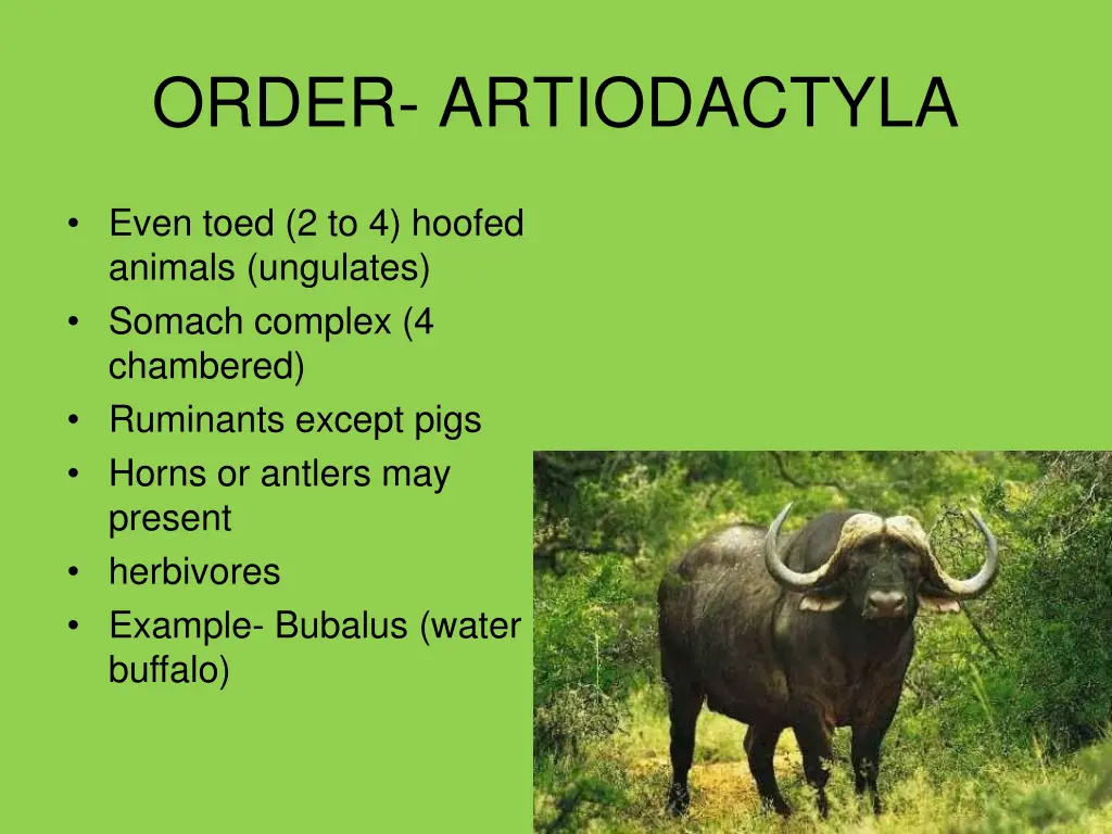 order artiodactyla