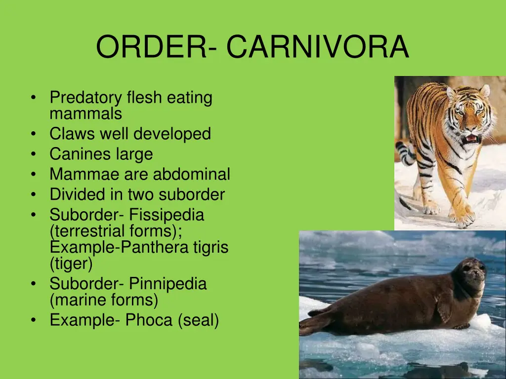 order carnivora