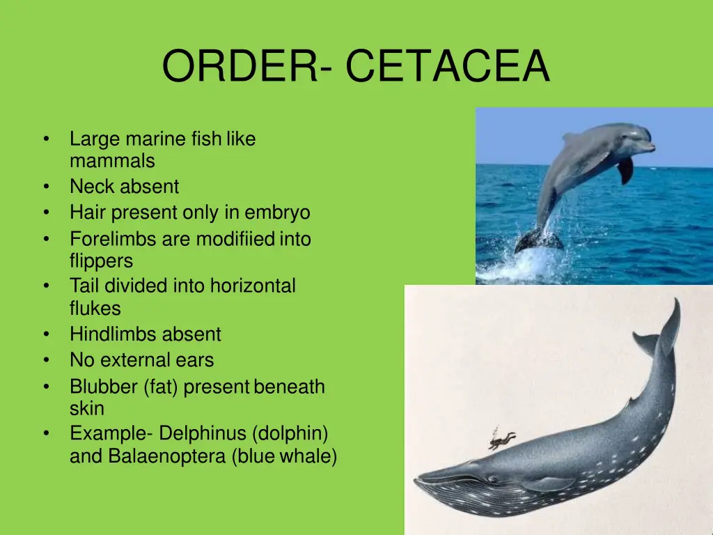 order cetacea