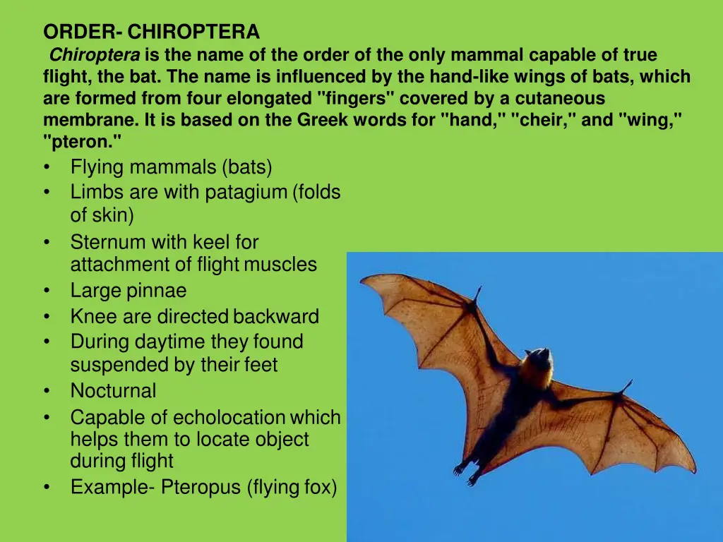 order chiroptera chiroptera is the name