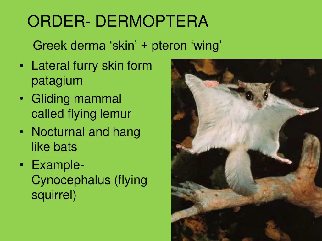 order dermoptera