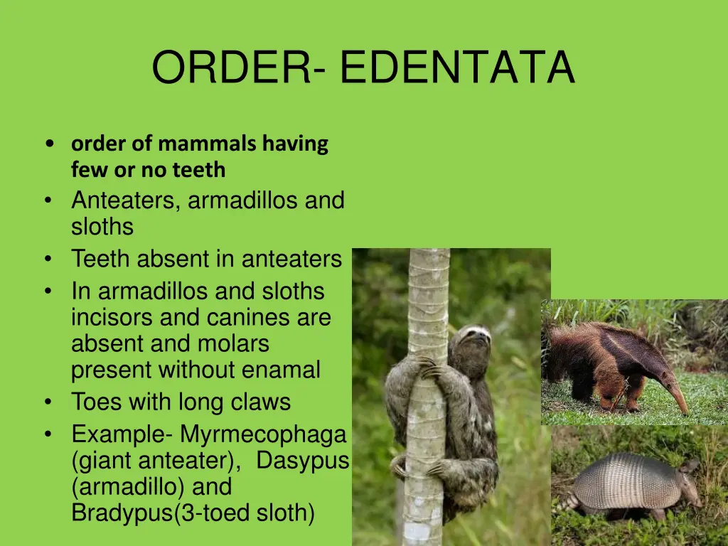 order edentata