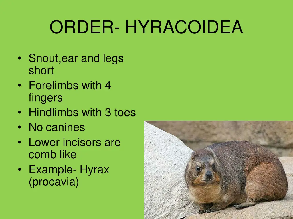 order hyracoidea