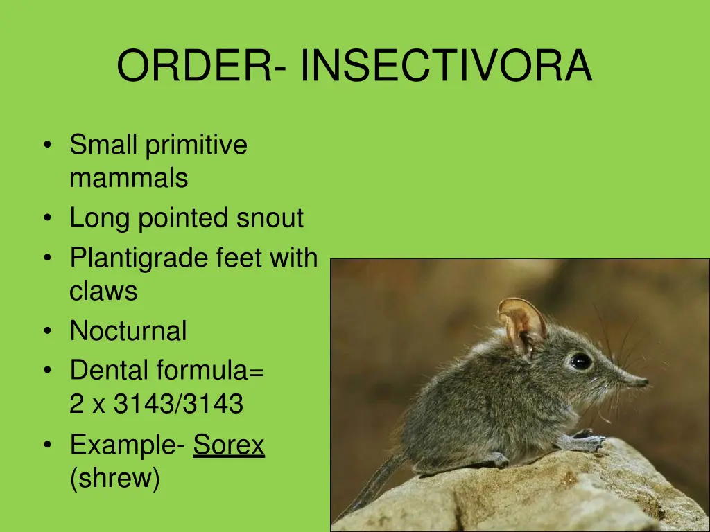 order insectivora