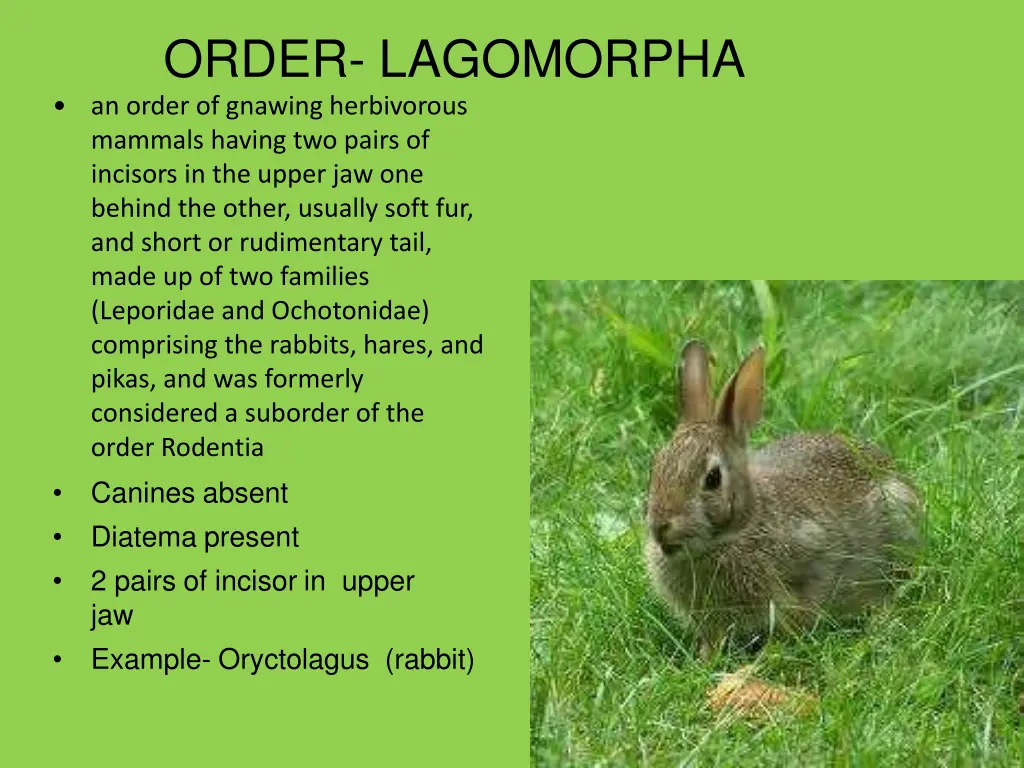 order lagomorpha an order of gnawing herbivorous