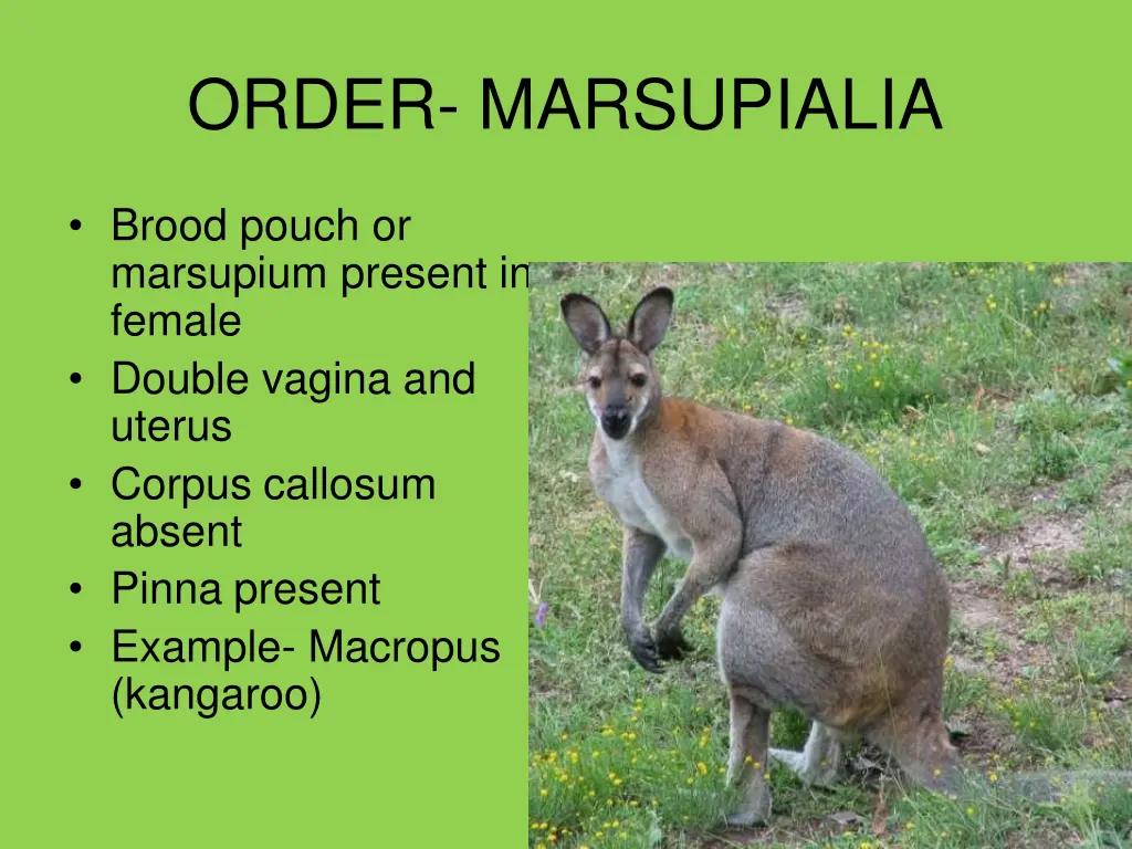 order marsupialia