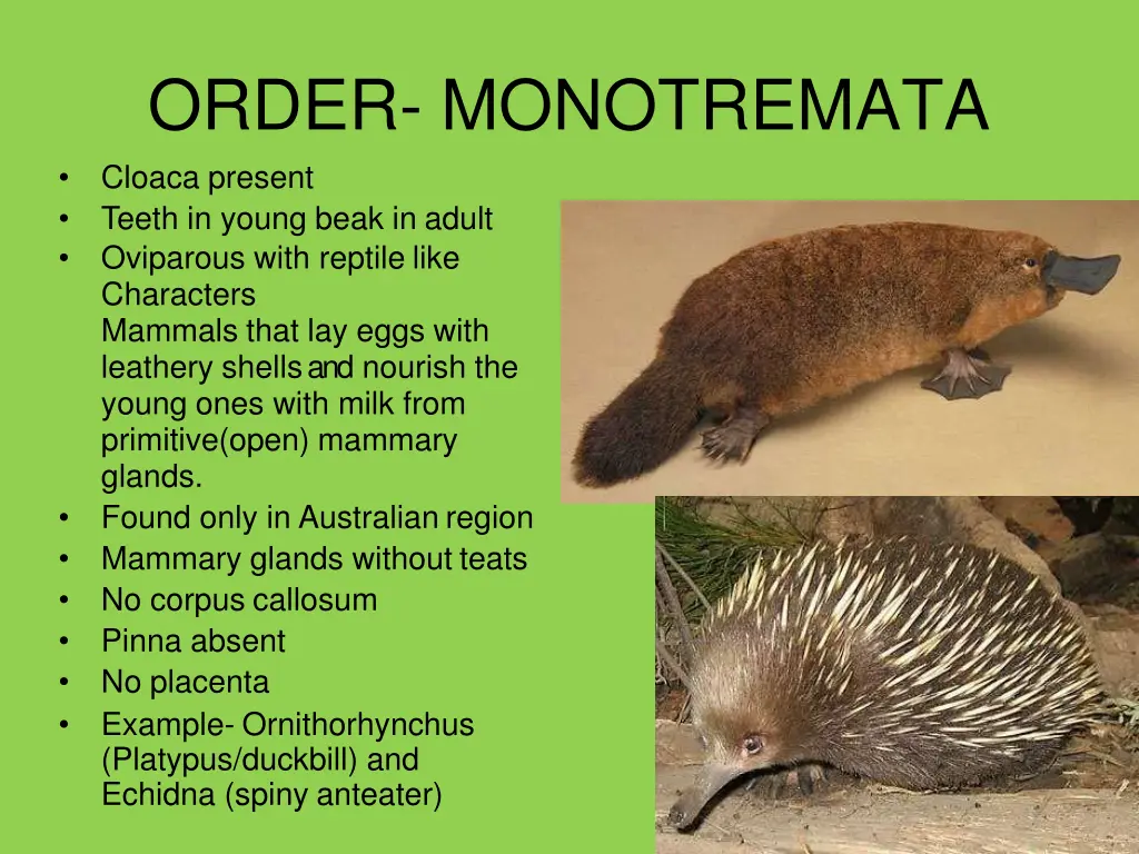 order monotremata cloaca present teeth in young