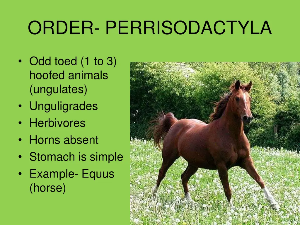 order perrisodactyla