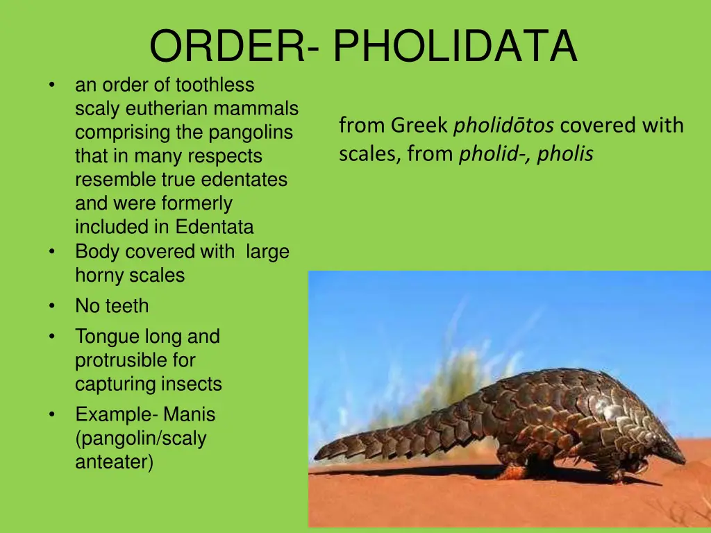 order pholidata an order of toothless scaly