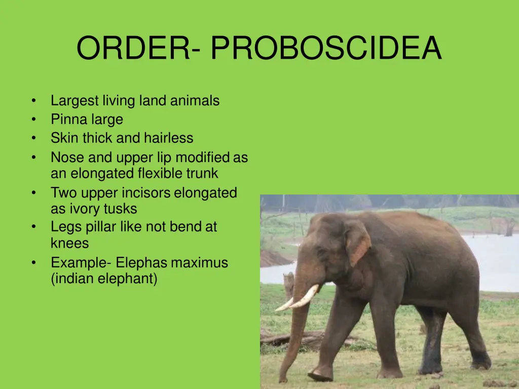 order proboscidea