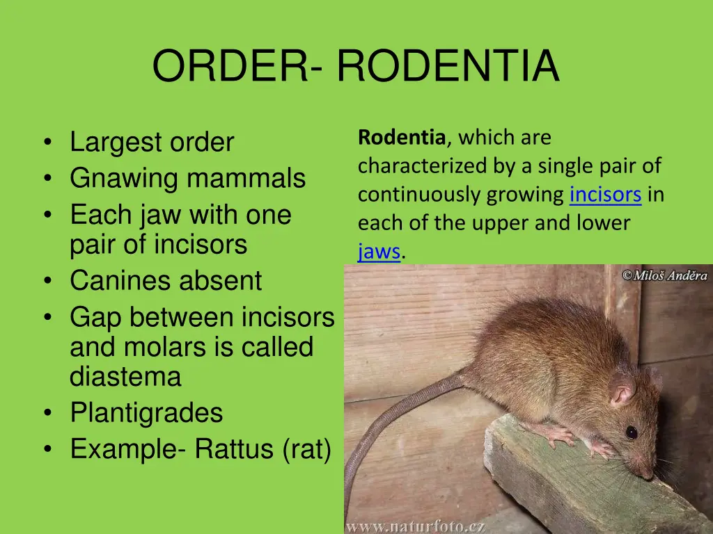 order rodentia