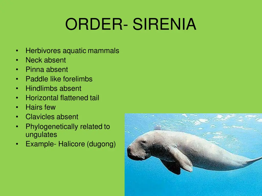 order sirenia