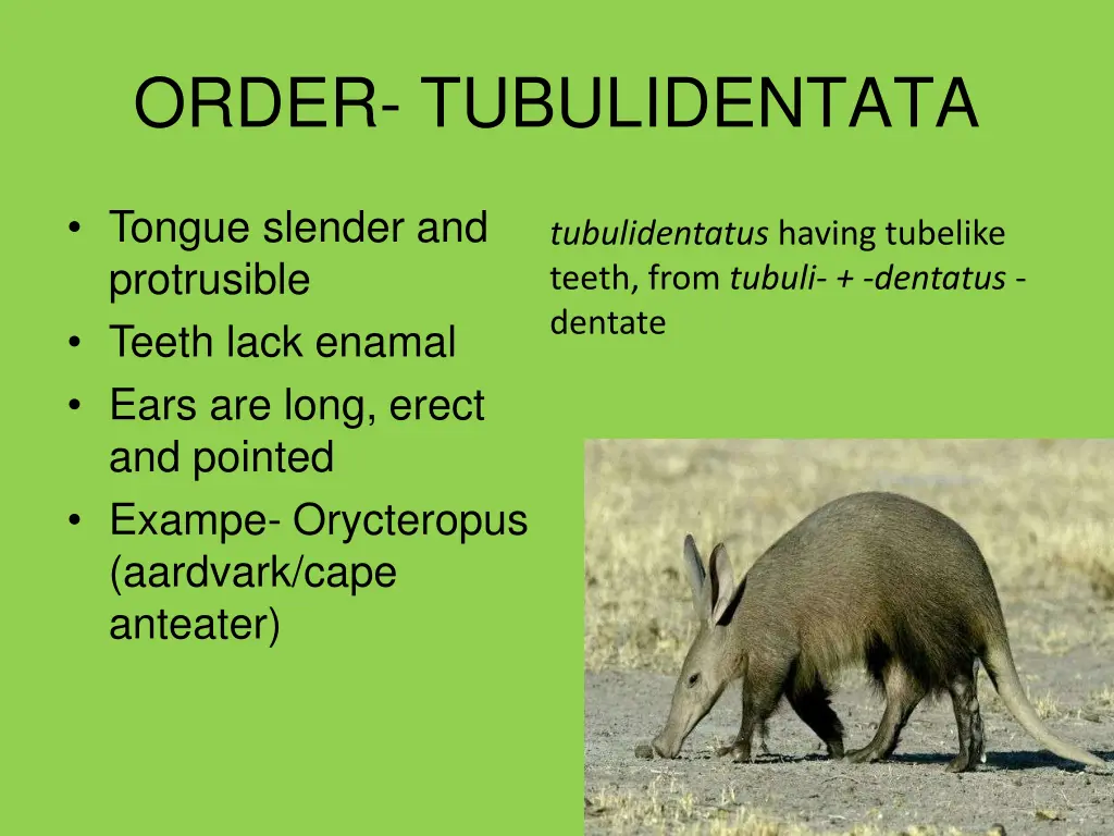 order tubulidentata