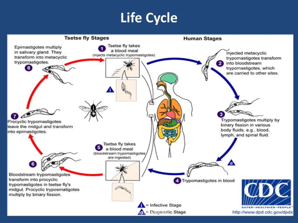 life cycle 1