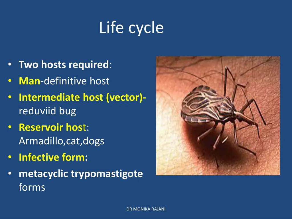 life cycle 2