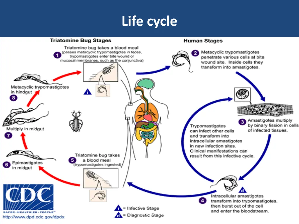 life cycle 3