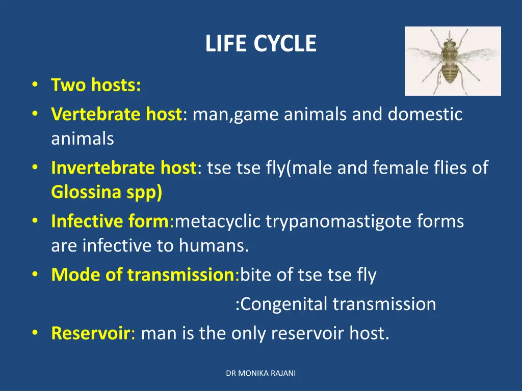 life cycle