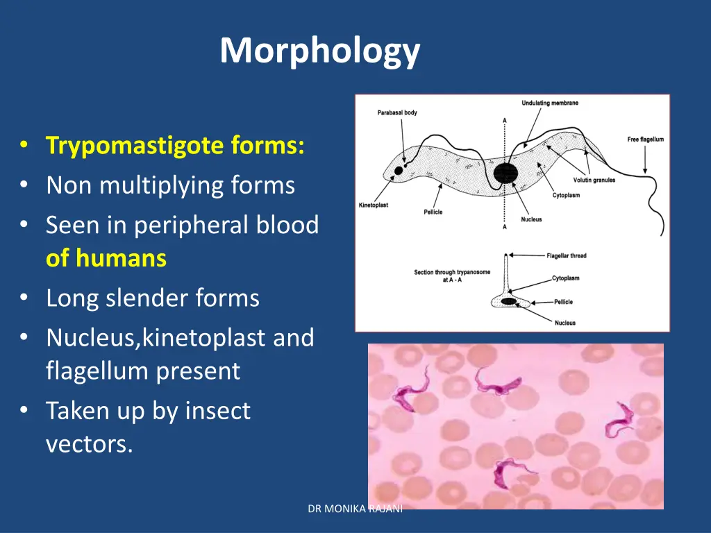 morphology 1